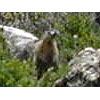 marmot