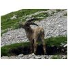 young ibex 2