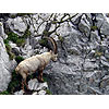 adult ibex 1