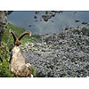 adult ibex 2